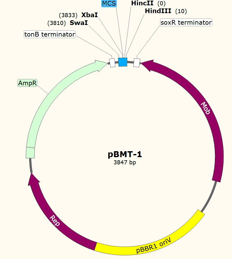 pBMT-1载体图谱